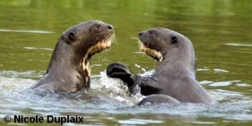 Two Giant Otters Play-Fighting