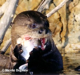 Copyright Nicole Duplaix.  Giant Otter cub sitting up in the water, eating a fish
