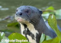 Giant Otter looks up from among the water hyacinths.  Copyright Nicole Duplaix