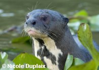 Giant Otter looks up from among the water hyacinths.  Copyright Nicole Duplaix