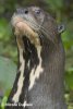 Giant Otter displaying unique throat markings